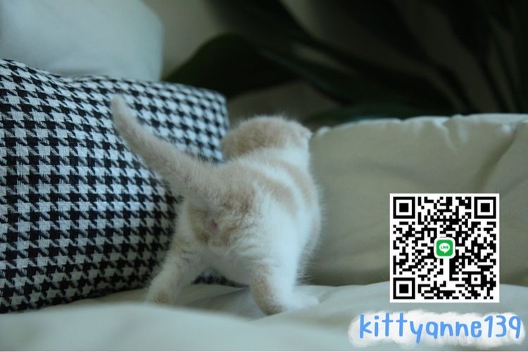 แมวสก็อตติชโฟลด์แท้ รูปที่ 5