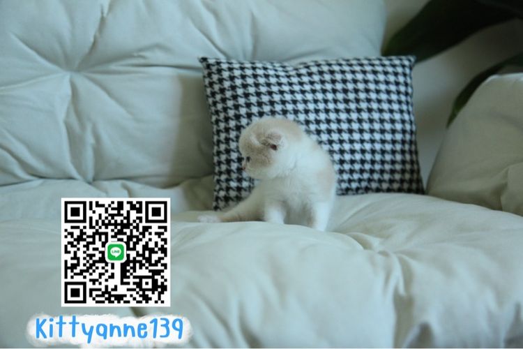 แมวสก็อตติชโฟลด์แท้ รูปที่ 6