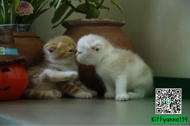 แมวสก็อตติชโฟลด์แท้ รูปที่ 16