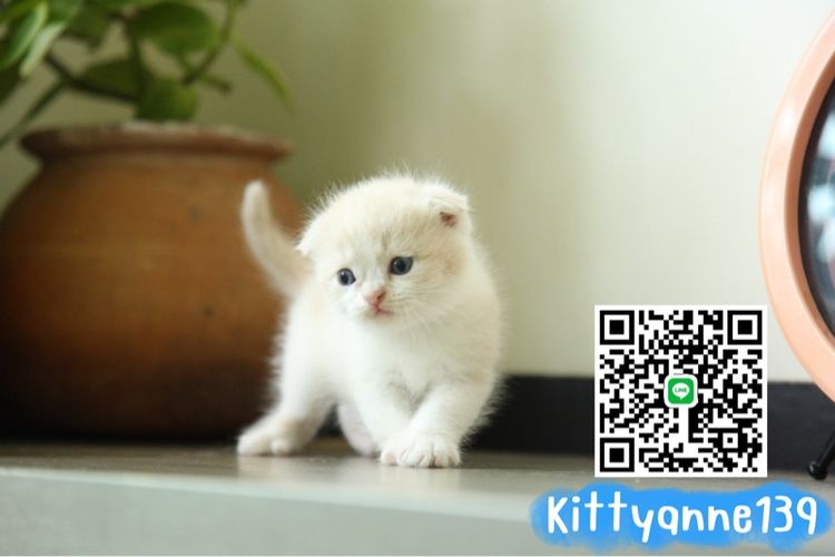 แมวสก็อตติชโฟลด์แท้ รูปที่ 7