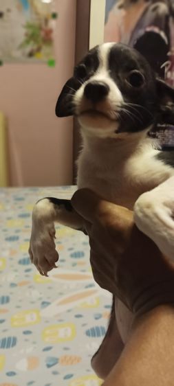 ชิวาว่า(แท้)อายุ 2 เดือนกว่า.ช.2 ญ.1 สีช็อค-ขาวดำ รูปที่ 7