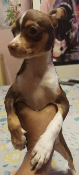 ชิวาวา (Chihuahua) เล็ก ชิวาว่า(แท้)อายุ 2 เดือนกว่า.ช.2 ญ.1 สีช็อค-ขาวดำ