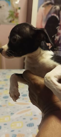 ชิวาว่า(แท้)อายุ 2 เดือนกว่า.ช.2 ญ.1 สีช็อค-ขาวดำ รูปที่ 8