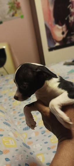 ชิวาว่า(แท้)อายุ 2 เดือนกว่า.ช.2 ญ.1 สีช็อค-ขาวดำ รูปที่ 5