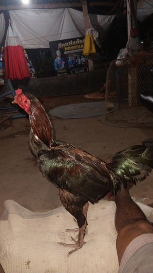 (เจ้าF16)  มีคลิปเตะเป้า เป็นแนวทาง