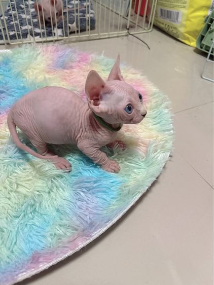 แมวสฟิงซ์  (แบมบิโน่) ขาสั้นหูตั้ง รูปที่ 2