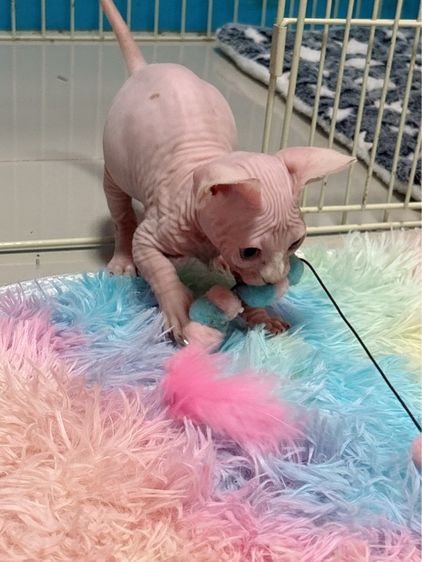 แมวสฟิงซ์  (แบมบิโน่) ขาสั้นหูตั้ง รูปที่ 4