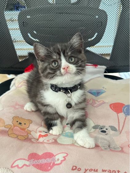 ด.ช สก็อตติช รูปที่ 3