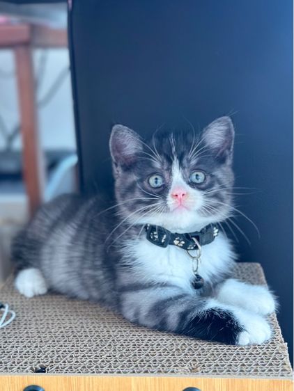 ด.ช สก็อตติช