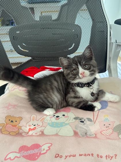 ด.ช สก็อตติช รูปที่ 4