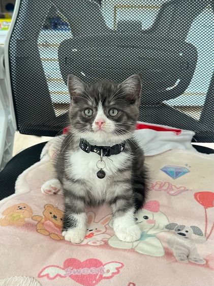 ด.ช สก็อตติช รูปที่ 5