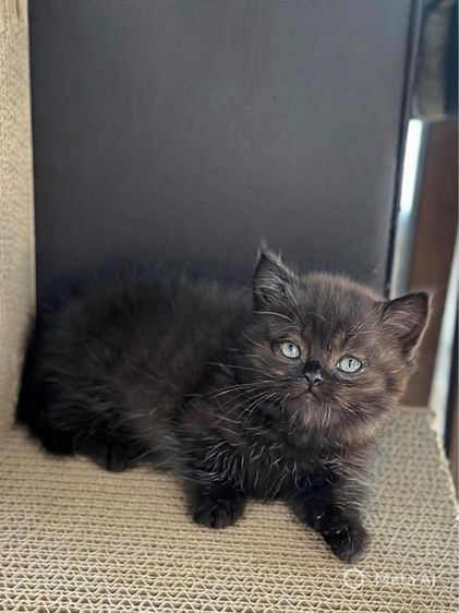 มันซ์กิ้นน้อย รูปที่ 2