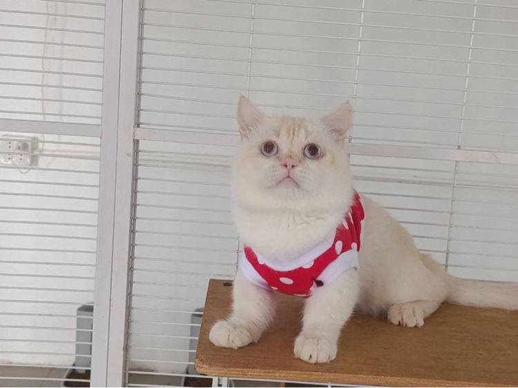 มันช์กิ้นขาสั้นเลี้ยงเล่น รูปที่ 3