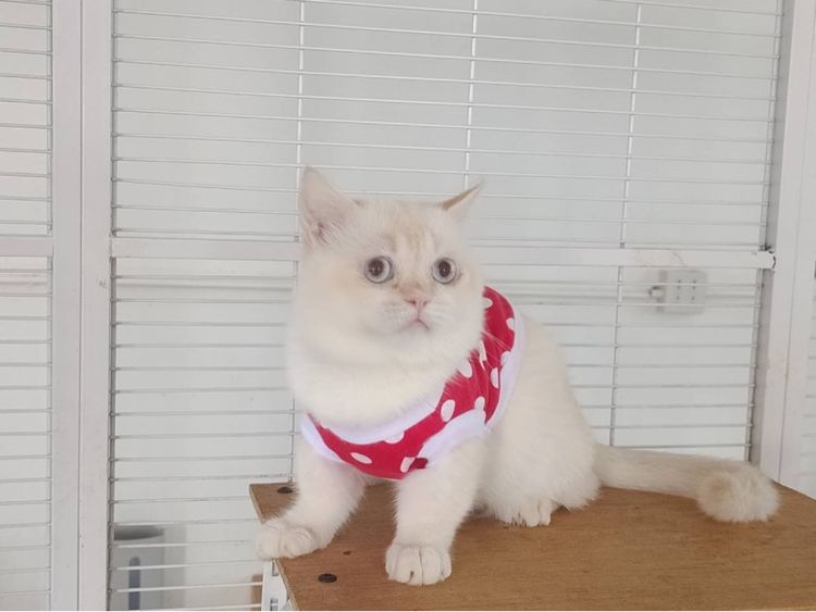 มันช์กิ้นขาสั้นเลี้ยงเล่น