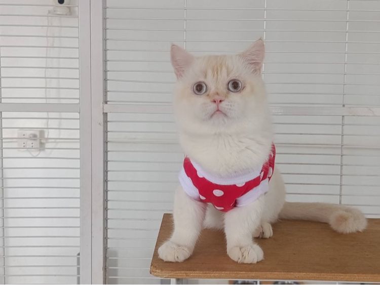 มันช์กิ้นขาสั้นเลี้ยงเล่น รูปที่ 2