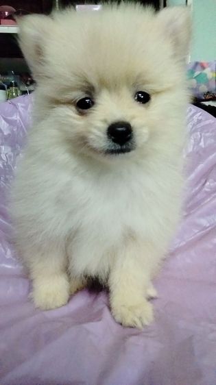 ปอม รูปที่ 6