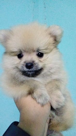 ปอม รูปที่ 5