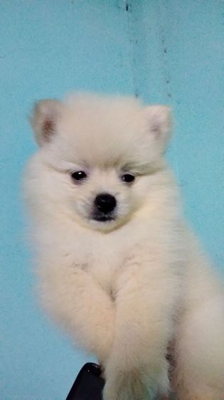 ปอม รูปที่ 12