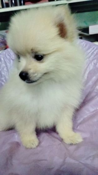 ปอม รูปที่ 8