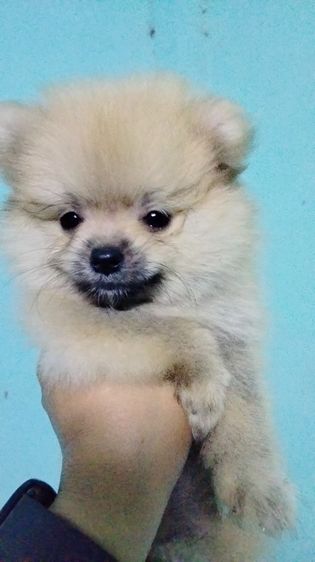 ปอม รูปที่ 4