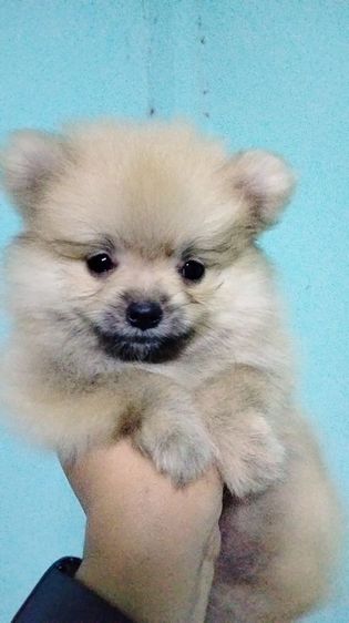 ปอม รูปที่ 3