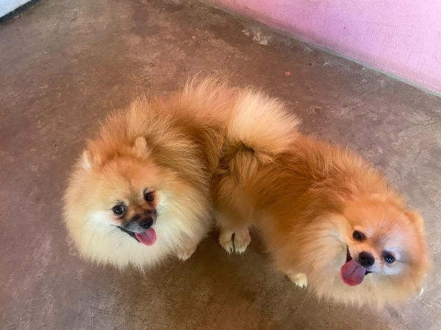 ปอม รูปที่ 11