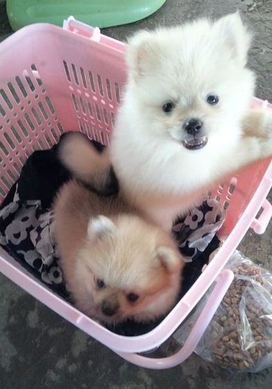ปอม รูปที่ 10