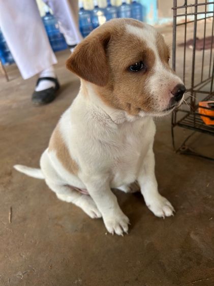 น้องหมา รูปที่ 6