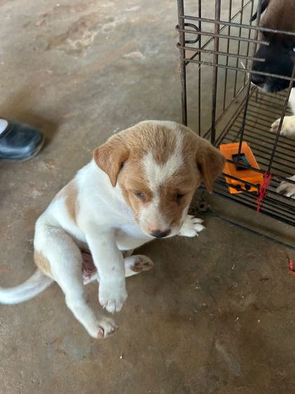 น้องหมา รูปที่ 5