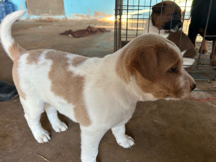 น้องหมา รูปที่ 2