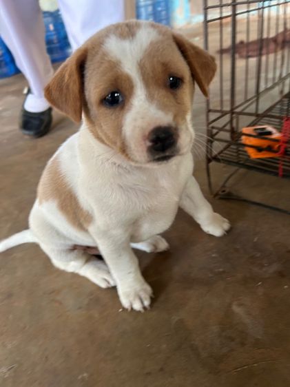 อื่นๆ เล็ก น้องหมา