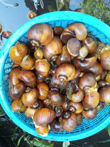 ไข่หอยเชอรี่สีทอง รูปที่ 4