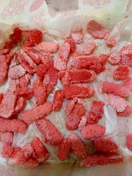 ไข่หอยเชอรี่สีทอง