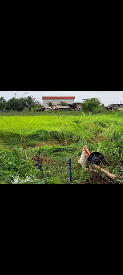 ใช่ ขายที่ดินหนองจอก ออกรังสิตคลอง13ได้ รูปที่ 4