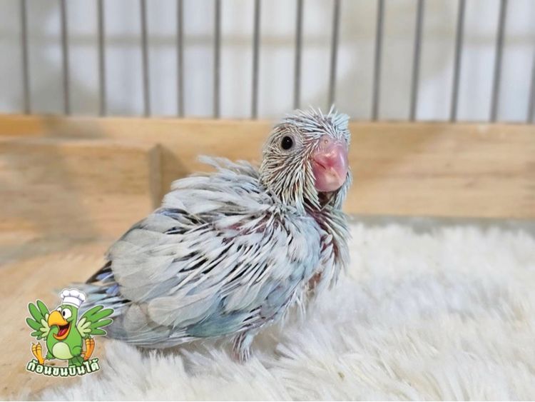 ลูกป้อนฟอพัสสีพาสเทล