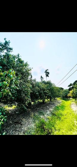 ขายที่สวนผลไม้ หลังตลาด ตะพง ระยอง