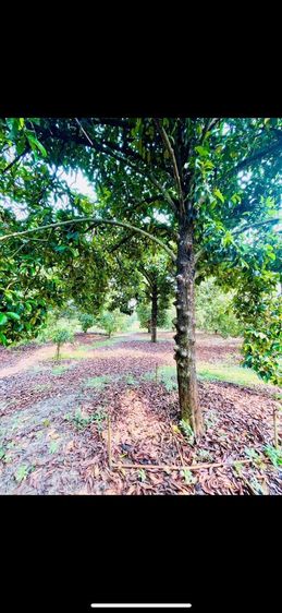 ใช่ ขายที่สวนผลไม้ หลังตลาด ตะพง ระยอง รูปที่ 3