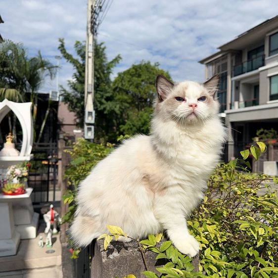 ragdoll  รูปที่ 2