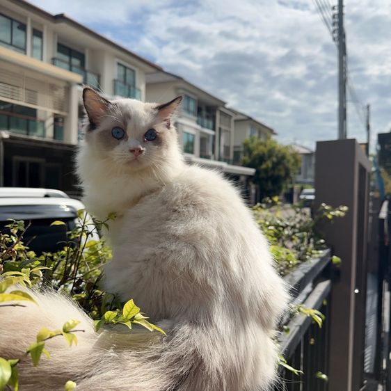 ragdoll 