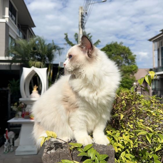ragdoll  รูปที่ 3