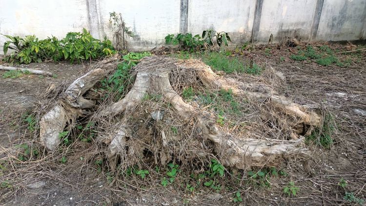 รากไม้สักทองเก่าเก็บ ขนาดใหญ่ 2 เมตรกว่าและขนาดเล็ก รวม 10 กว่าชิ้น รูปที่ 3