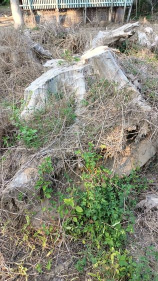 รากไม้สักทองเก่าเก็บ ขนาดใหญ่ 2 เมตรกว่าและขนาดเล็ก รวม 10 กว่าชิ้น รูปที่ 2