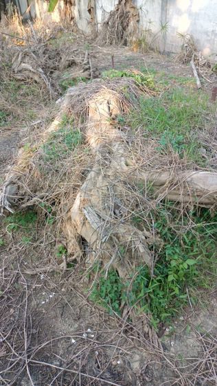 รากไม้สักทองเก่าเก็บ ขนาดใหญ่ 2 เมตรกว่าและขนาดเล็ก รวม 10 กว่าชิ้น รูปที่ 4