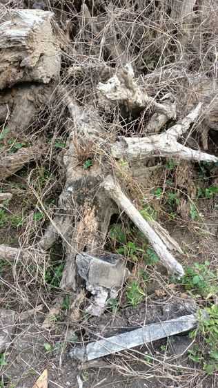 รากไม้สักทองเก่าเก็บ ขนาดใหญ่ 2 เมตรกว่าและขนาดเล็ก รวม 10 กว่าชิ้น รูปที่ 8