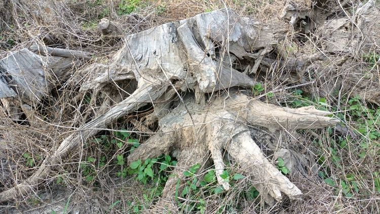 รากไม้สักทองเก่าเก็บ ขนาดใหญ่ 2 เมตรกว่าและขนาดเล็ก รวม 10 กว่าชิ้น รูปที่ 6