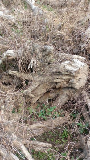 รากไม้สักทองเก่าเก็บ ขนาดใหญ่ 2 เมตรกว่าและขนาดเล็ก รวม 10 กว่าชิ้น รูปที่ 9