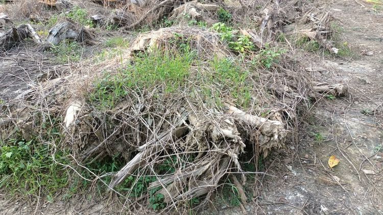 รากไม้สักทองเก่าเก็บ ขนาดใหญ่ 2 เมตรกว่าและขนาดเล็ก รวม 10 กว่าชิ้น รูปที่ 5