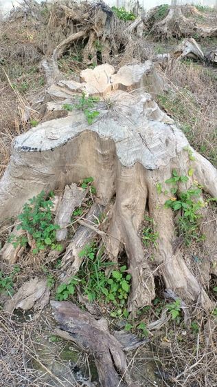 รากไม้สักทองเก่าเก็บ ขนาดใหญ่ 2 เมตรกว่าและขนาดเล็ก รวม 10 กว่าชิ้น