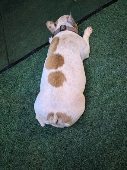 หาบ้านให้น้องครับ พ่อแม่ เด็กๆอีก5ตัว ทั้งหมด7ตัว พร้อมบ้านหลังใหญ่ รูปที่ 6