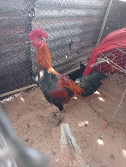 ไก่หนุ่มพม่า